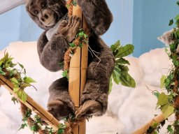 2024_Bury_02_Steiff_037