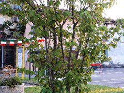 2023 Jubiläum in Dueville - 005