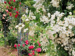 2019 75J Massaker Tulle Oradour - 133