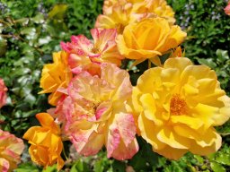 Tulle 2024 - 08.286 Aubazine