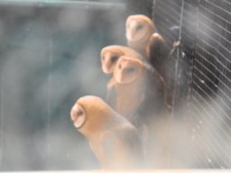 2017 Besuch in Tuscaloosa - 209