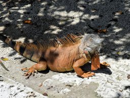 2017 Besuch in Tuscaloosa - 242